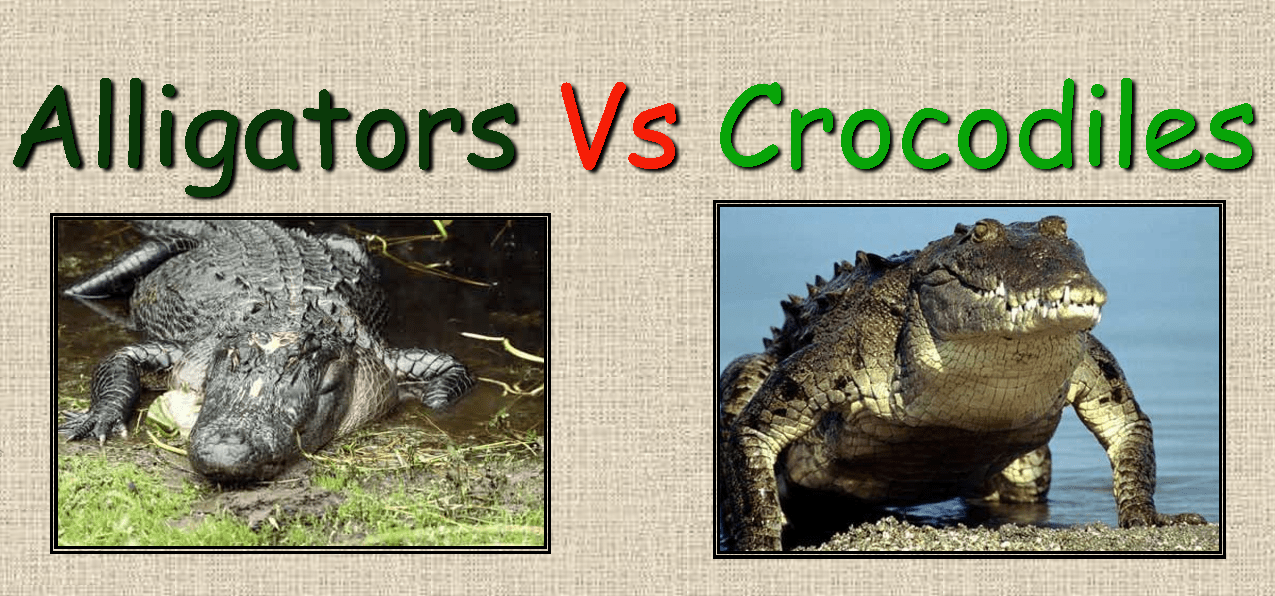 🐊 Alligator OR Crocodile🐊 What's the difference? FOR KIDS 
