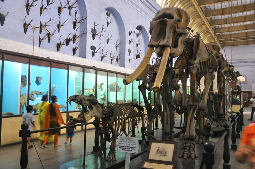 dinosaur-museum