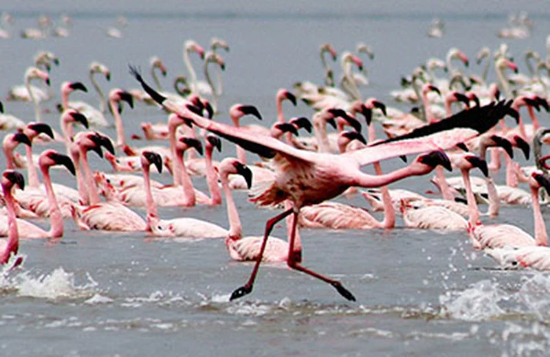 1,21,000 flamingos at home in Mumbai this year
