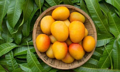 Why you must soak mangoes in water before you start eating them?