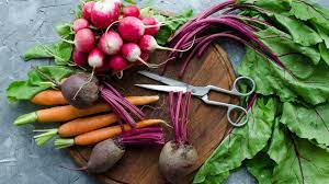 seasonal vegetables-carrot-radish-kidsstoppress