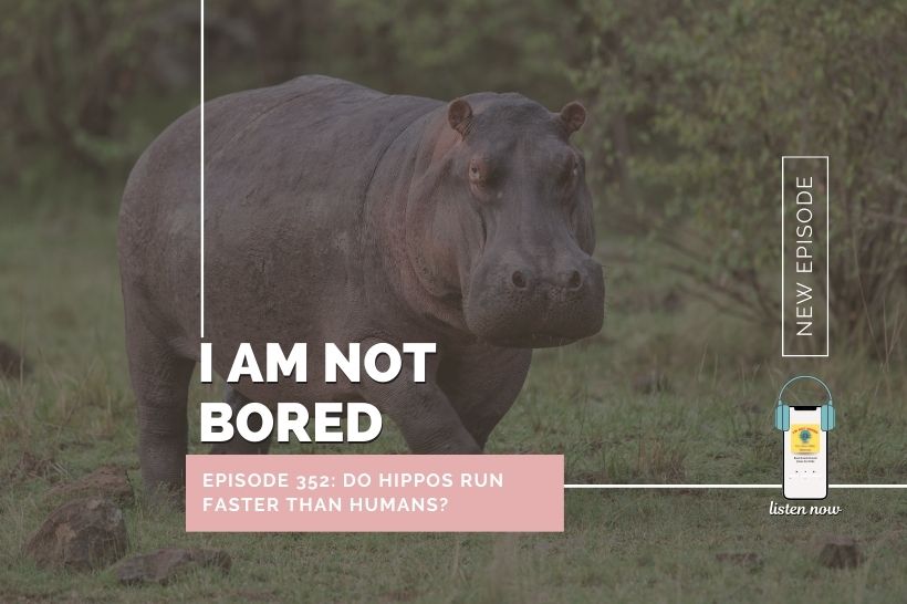 Kidsstoppress-podcast-Iamnotbored-images-hippos